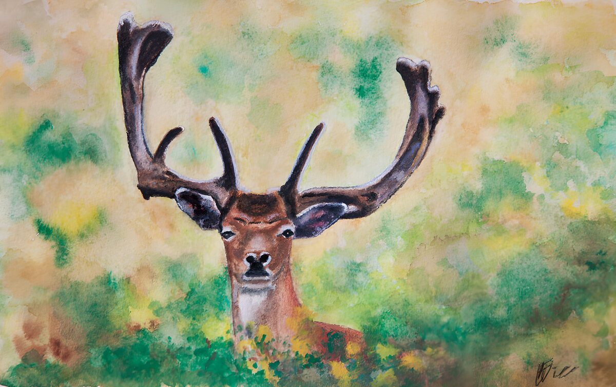 GCCOM94382