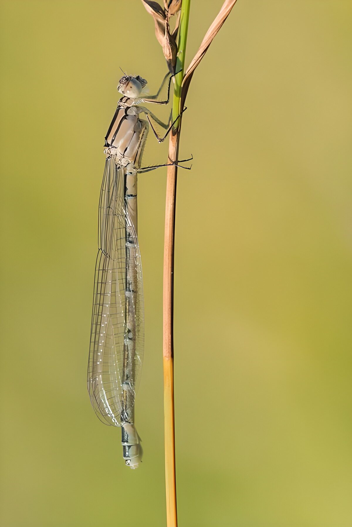 GCCOM63586