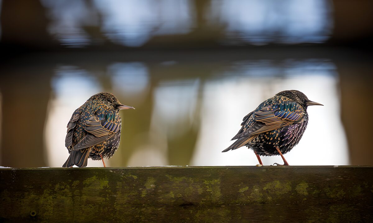 GCCOM10787