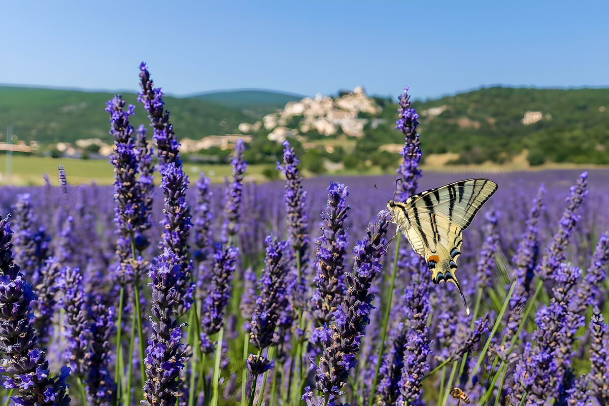 GCCOM43430