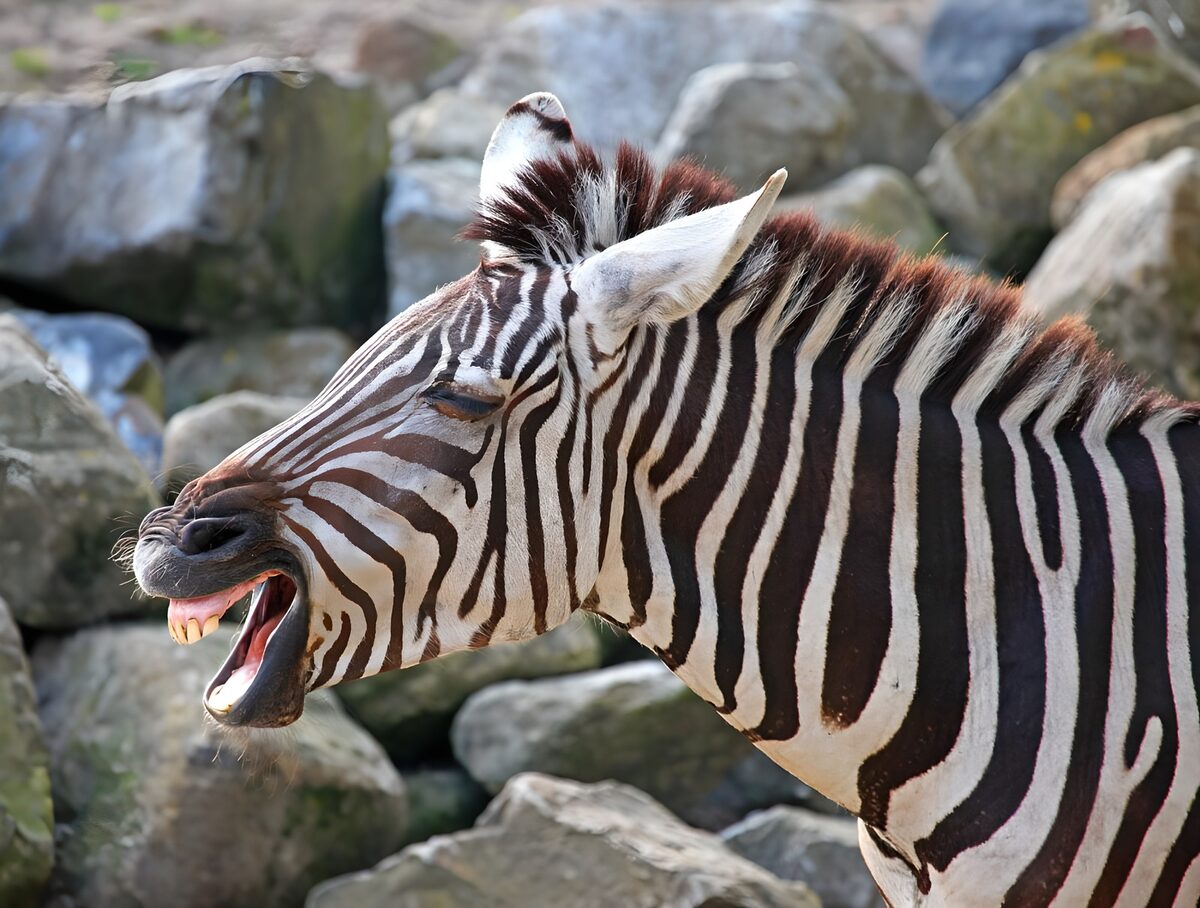 GCCOM35769