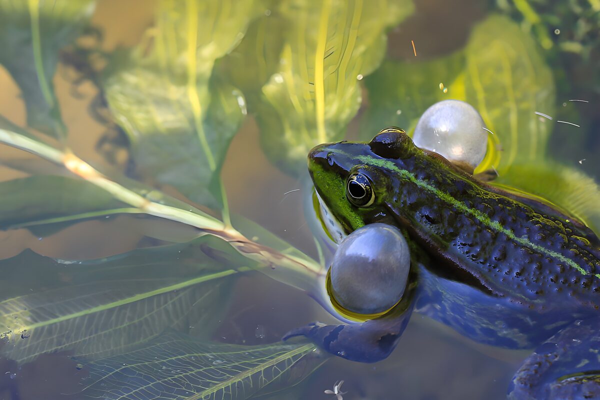 GCCOM62508
